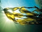 Underwater forests and their secrets. Kelp.
